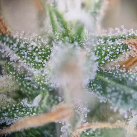 Gelato Auto  growlog timeline photo