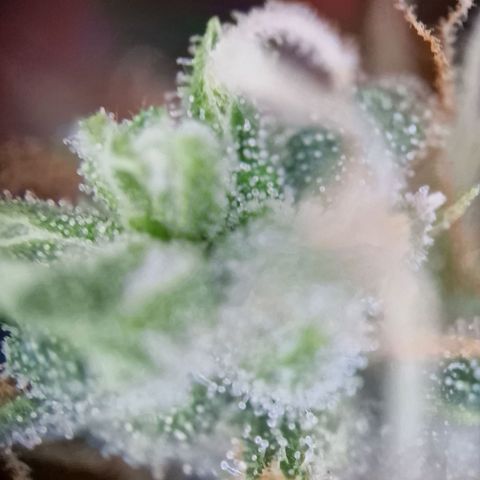 Gelato Auto  growlog timeline photo