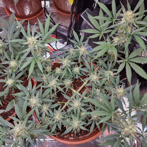 Gelato Auto  growlog timeline photo