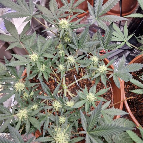 Blueberry Auto growlog timeline photo