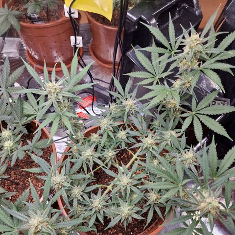 Gelato Auto  growlog timeline photo