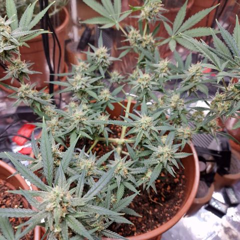 Gelato Auto  growlog timeline photo