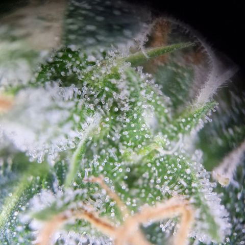Gelato Auto  growlog timeline photo