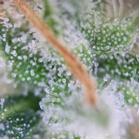 Gelato Auto  growlog timeline photo
