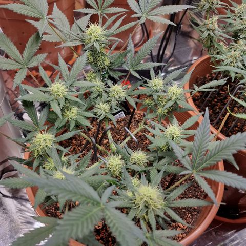 Blueberry Auto growlog timeline photo