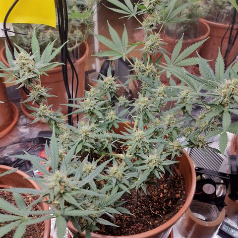 Gelato Auto  growlog timeline photo