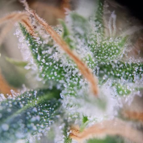 Gelato Auto  growlog timeline photo