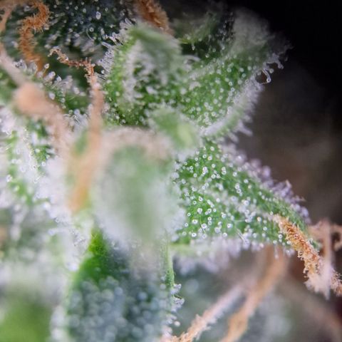 Gelato Auto  growlog timeline photo