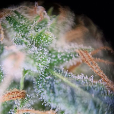 Gelato Auto  growlog timeline photo