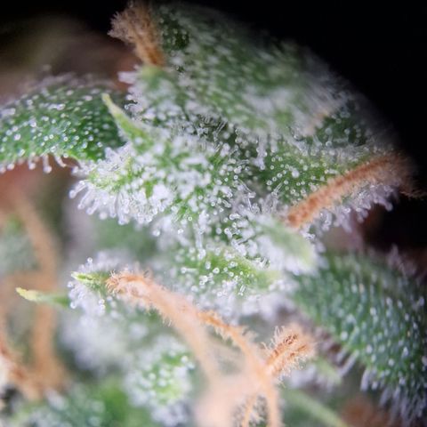 Gelato Auto  growlog timeline photo