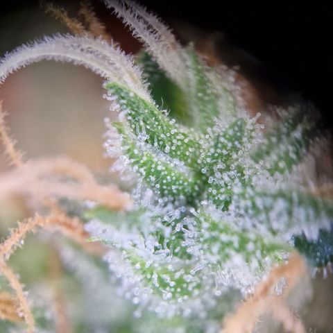Gelato Auto  growlog timeline photo