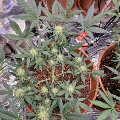 Blueberry Auto growlog timeline photo