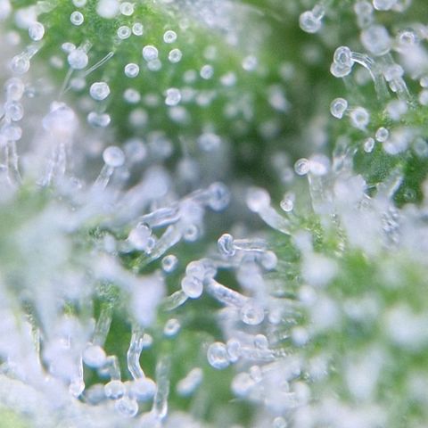 Gelato Auto  growlog timeline photo