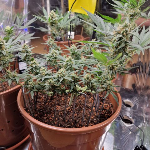 Gelato Auto  growlog timeline photo
