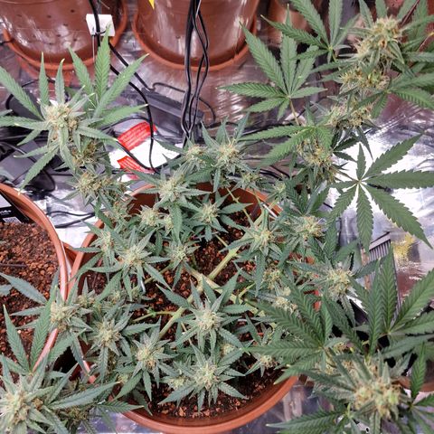 Gelato Auto  growlog timeline photo