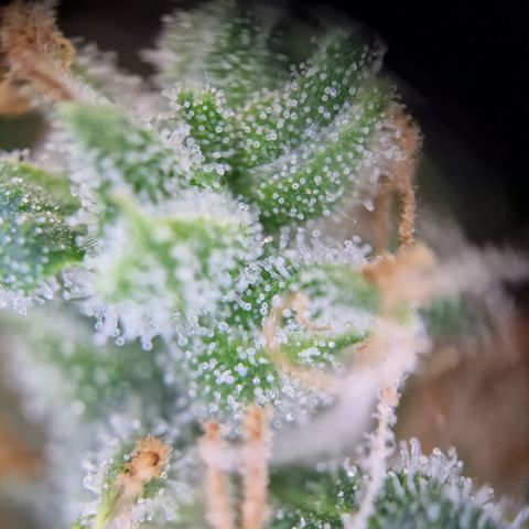 Gelato Auto  growlog timeline photo