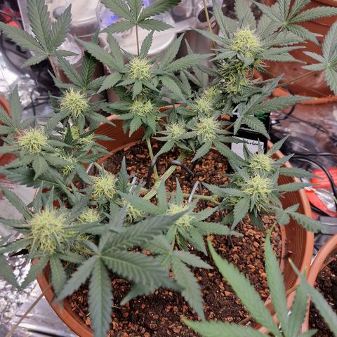 Blueberry Auto growlog timeline photo