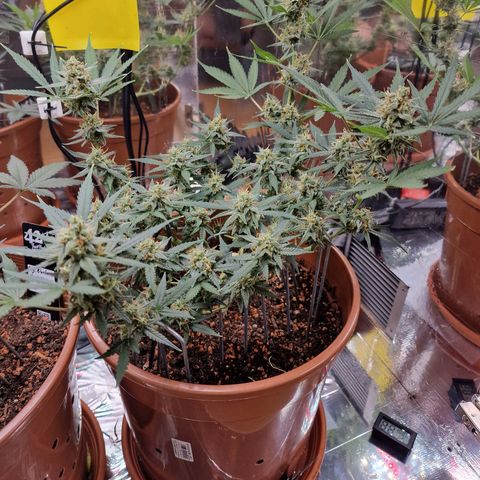 Gelato Auto  growlog timeline photo