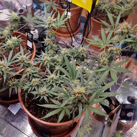 Gelato Auto  growlog timeline photo