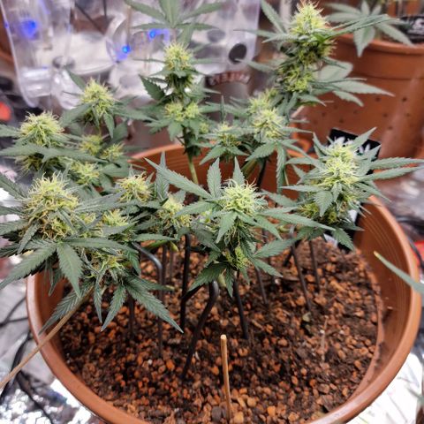 Blueberry Auto growlog timeline photo