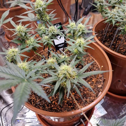 Blueberry Auto growlog timeline photo