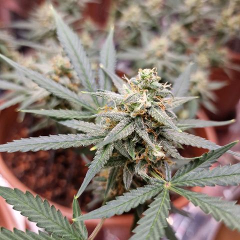 Gelato Auto  growlog timeline photo