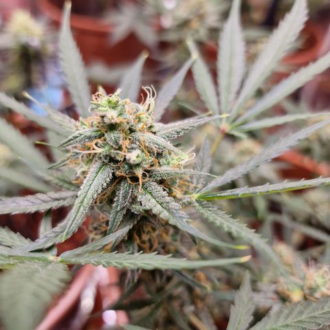 Gelato Auto  growlog timeline photo