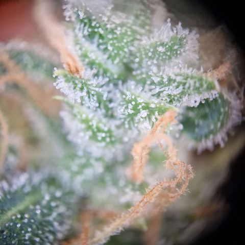 Gelato Auto  growlog timeline photo