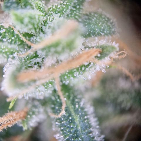 Gelato Auto  growlog timeline photo