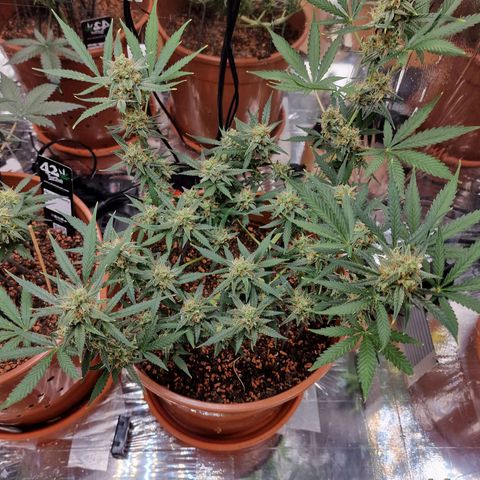 Gelato Auto  growlog timeline photo