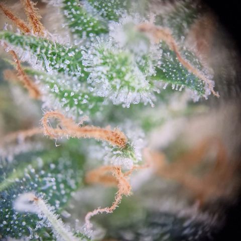 Gelato Auto  growlog timeline photo