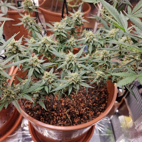 Gelato Auto  growlog timeline photo