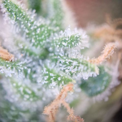 Gelato Auto  growlog timeline photo