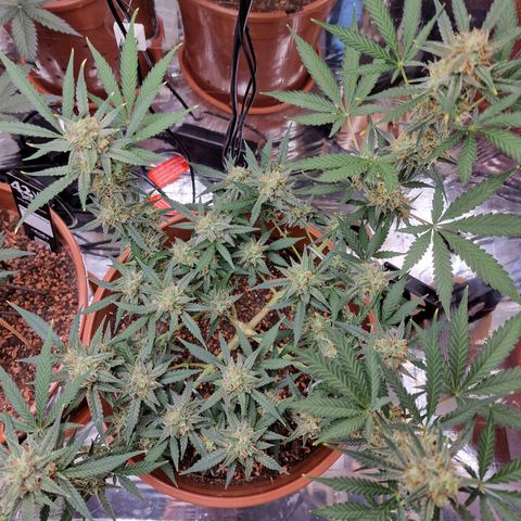 Gelato Auto  growlog timeline photo