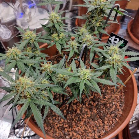 Blueberry Auto growlog timeline photo