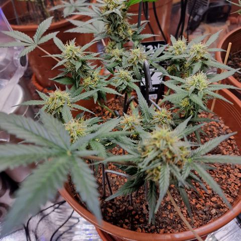 Blueberry Auto growlog timeline photo