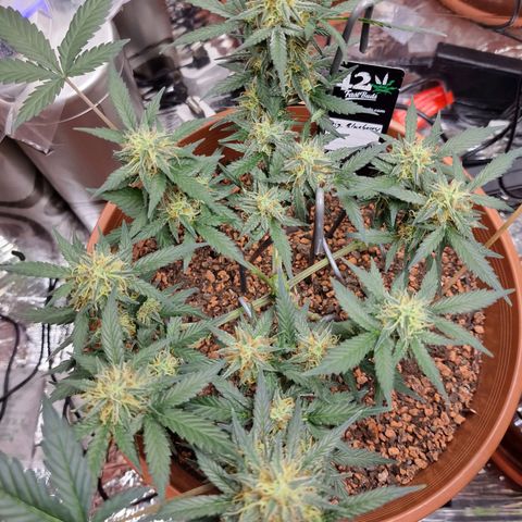 Blueberry Auto growlog timeline photo