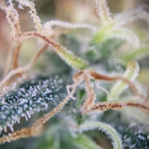 Blueberry Auto growlog timeline photo