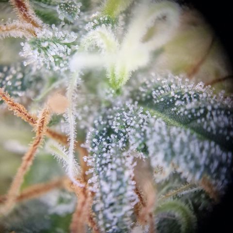 Blueberry Auto growlog timeline photo