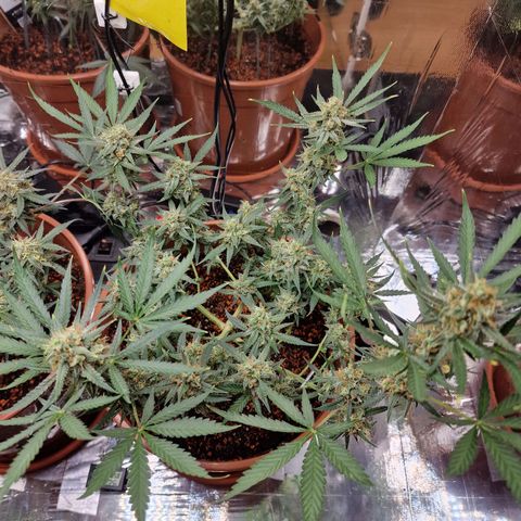 Gelato Auto  growlog timeline photo