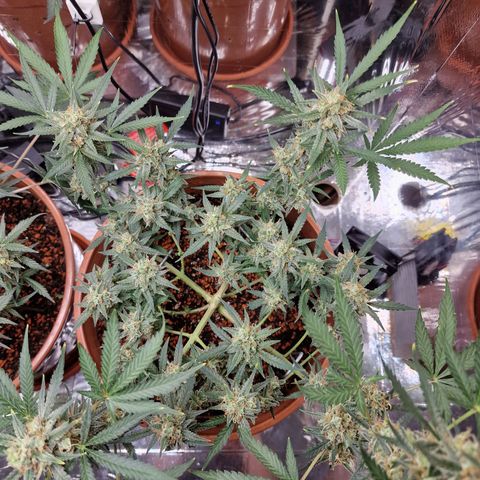 Gelato Auto  growlog timeline photo