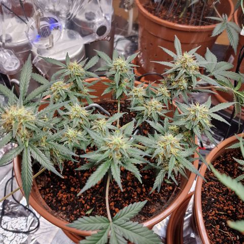 Blueberry Auto growlog timeline photo