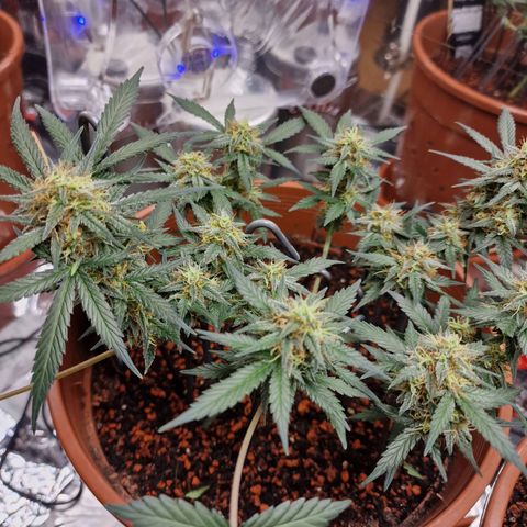 Blueberry Auto growlog timeline photo