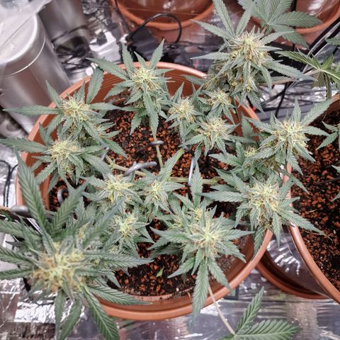 Blueberry Auto growlog timeline photo