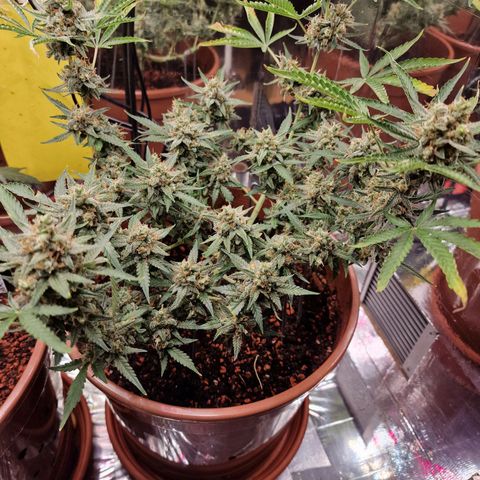 Gelato Auto  growlog timeline photo