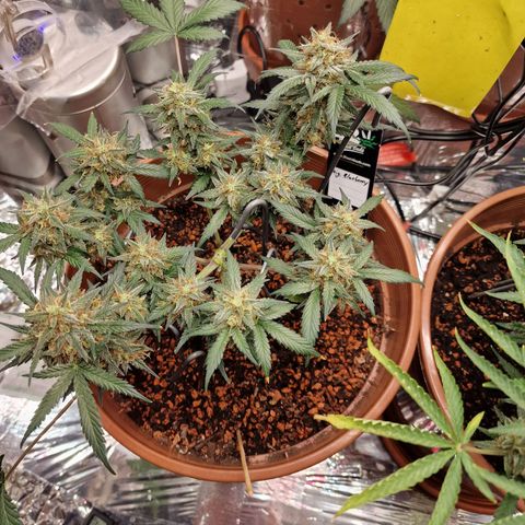 Blueberry Auto growlog timeline photo