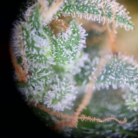 Gelato Auto  growlog timeline photo