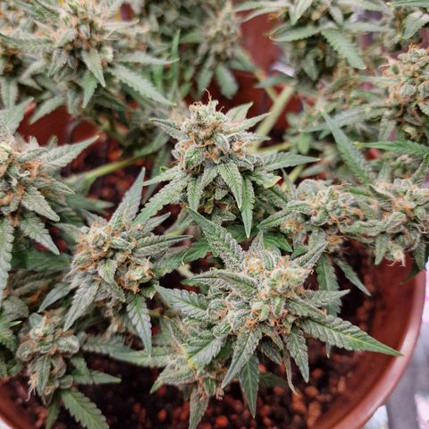 Gelato Auto  growlog timeline photo