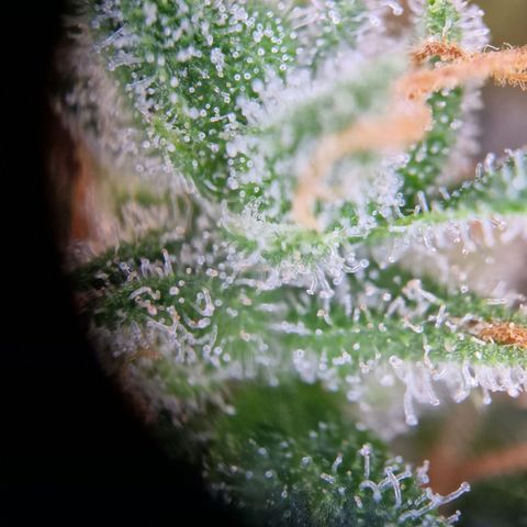 Gelato Auto  growlog timeline photo