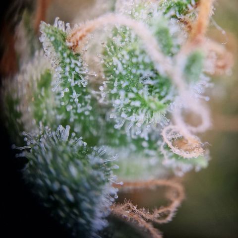 Gelato Auto  growlog timeline photo
